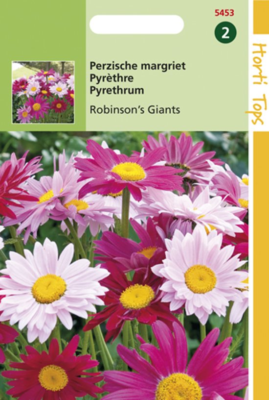 Persian chrysanthemum Robinsons Giants (Tanacetum) 210 seeds SL